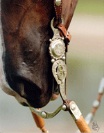 Horse Silouett