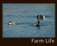 Farm Life Photos